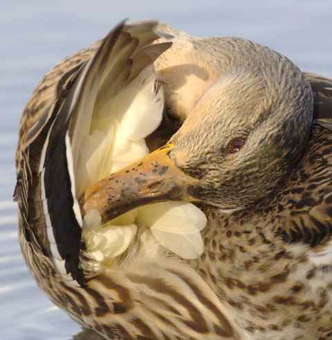#4 - Michael Caroff - Preening