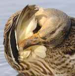 Michael Caroff - title: Preening