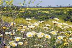 James Gordon - title: Daisy Field