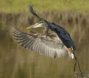 Michael Caroff - title: Great Blue Dance