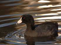 Michael Caroff - title: Water Coot