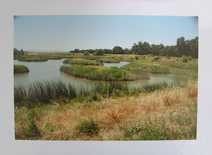 Sheila Pinkel - title: Marsh