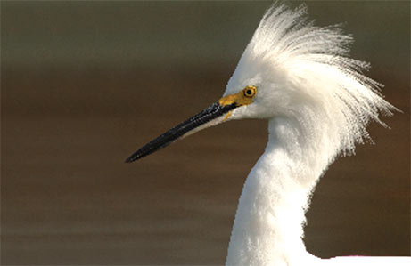 Egret